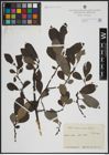 Foto von Salix atrocinerea Brot.